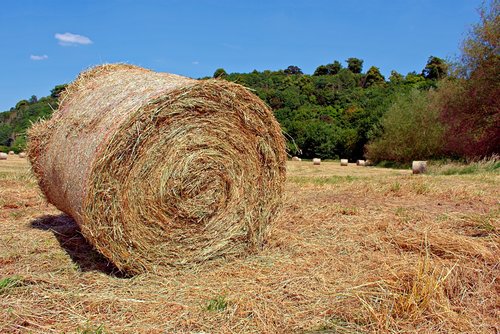 nottingham clifton farm  field  hay