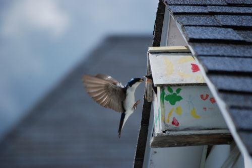 novelty bird nature