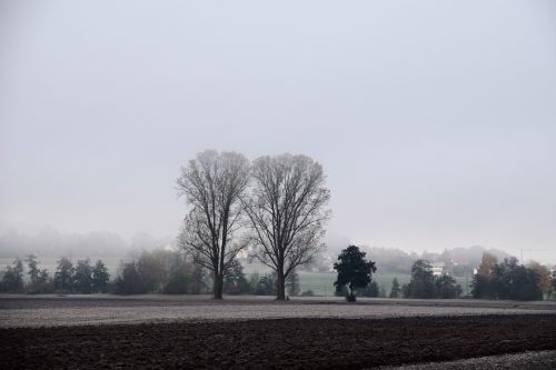 november trees landscape