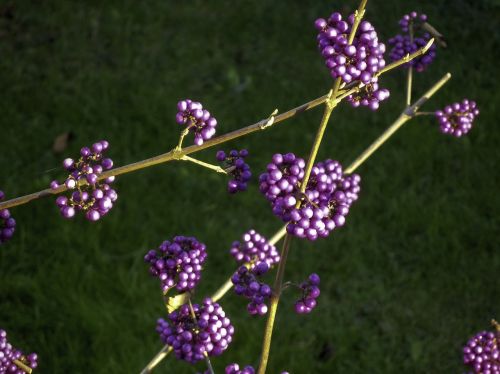 november berries plant
