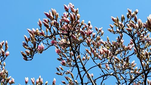 now magnolia magnolia flowers