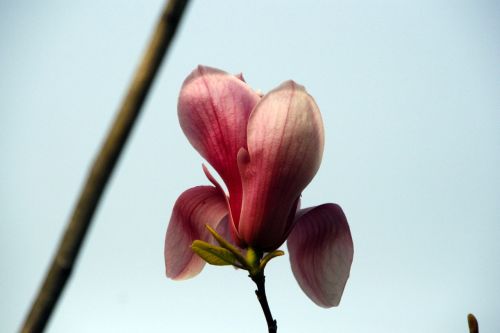 now magnolia magnolia flower spring