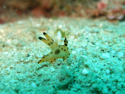 nudibranch thecasera ocean
