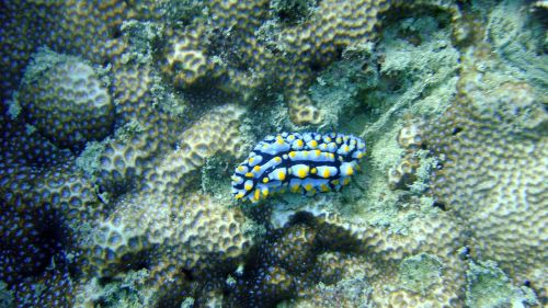 nudibranch thailand sea
