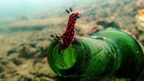 nudibranch nembrotha diving