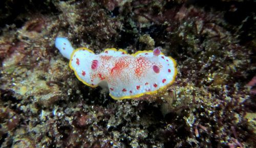 nudibranch snorkeling diving