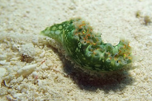 nudibranch  underwater  marine