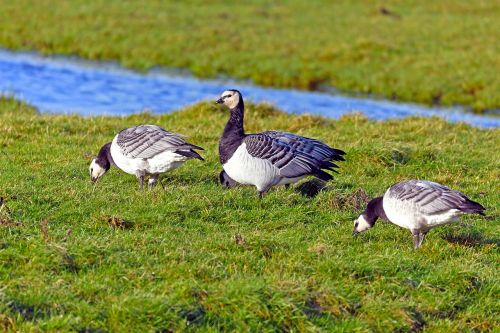 nun geese branta leucopsis wild goose