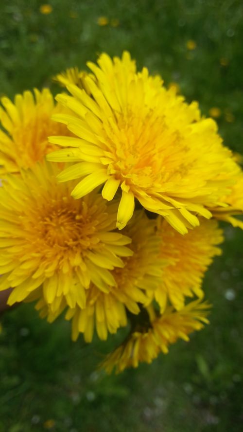 nuns dandelions dandelion