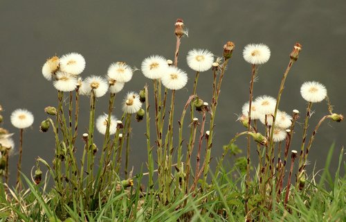 nuns  sonchus oleraceus  dandelions