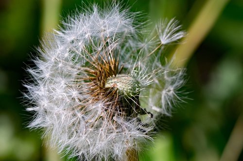 nuns  doctor's office  dandelion