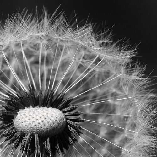 nuns dandelion vulgaris