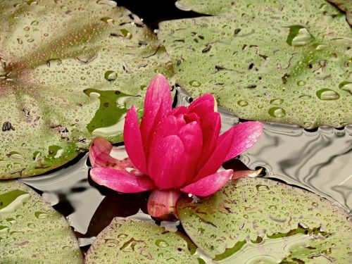 nuphar lutea water lily aquatic plant