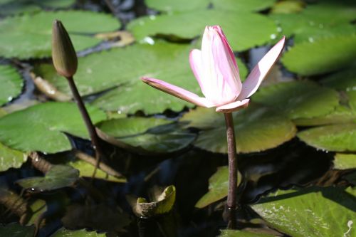 nuphar lutea aquatic plant blossom