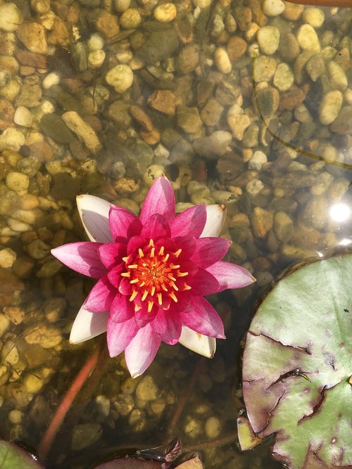 nuphar lutea  pond  blossom