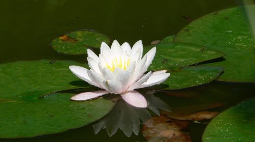 nuphar lutea pond blossom