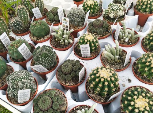 nursery cactus plants