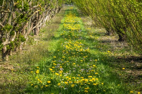 nursery  flower meadow  planting