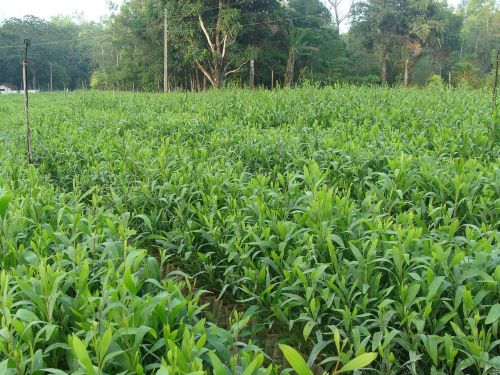 nursery forest plants