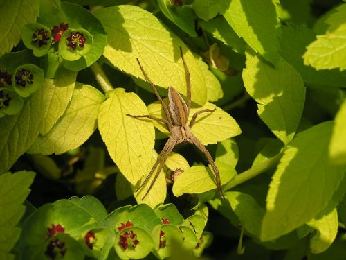 nursery spider spider nature