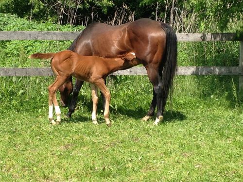 nursing horse foal