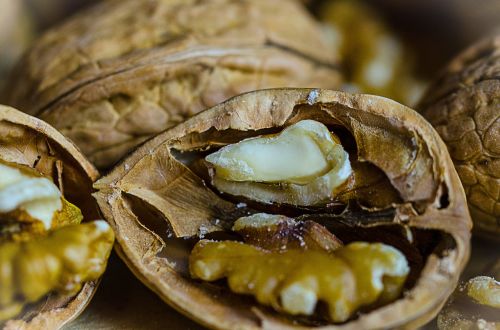 nut walnut food