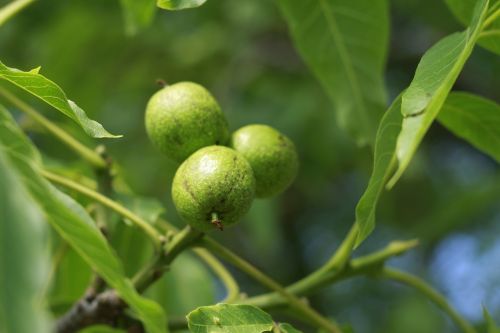 nut tree nature