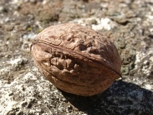 nut closed dry fruit