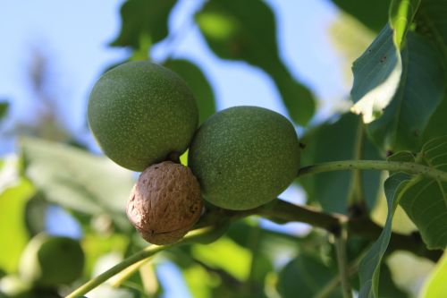 nut green nuts