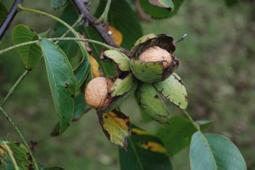 nut tree fruit