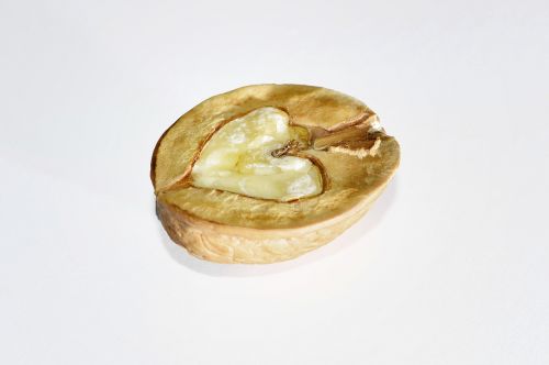 nut walnut nuts