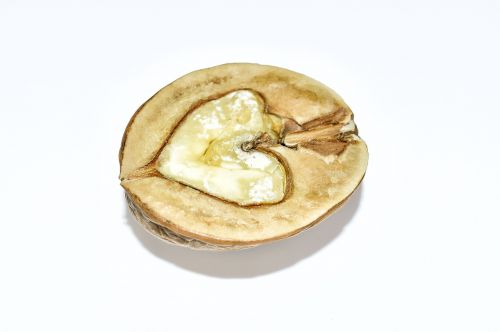 nut walnut nuts