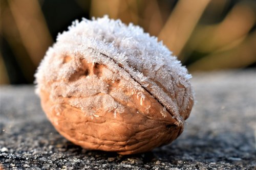 nut  tree nut  winter