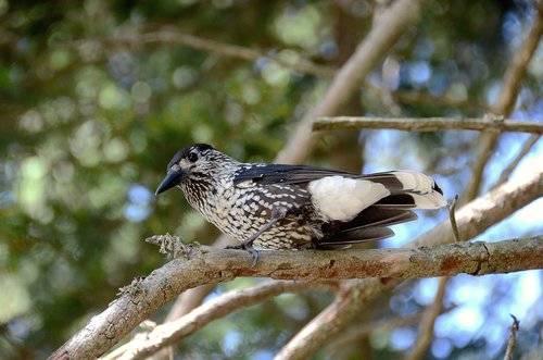 nutcracker  bird  animals