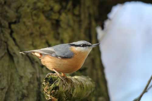 nuthatch bird fly