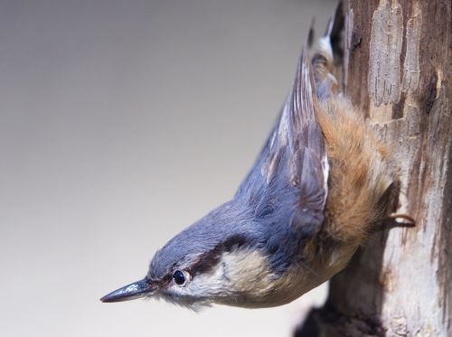 nuthatch bird stuffed