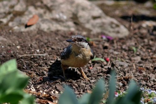 nuthatch bird nature