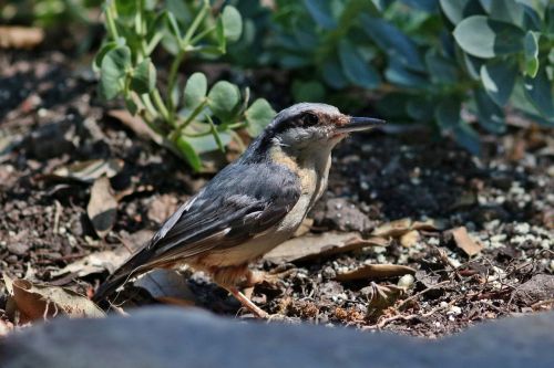 nuthatch bird nature