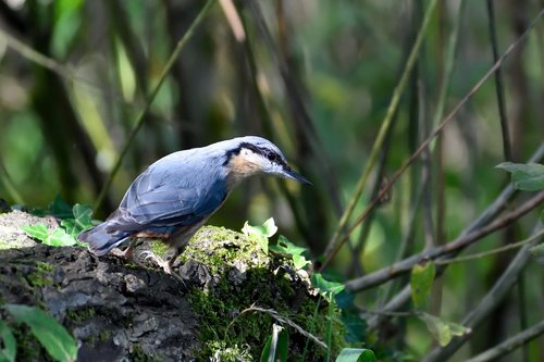 nuthatch  garden bird  bird