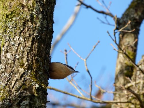 nuthatch bird tree