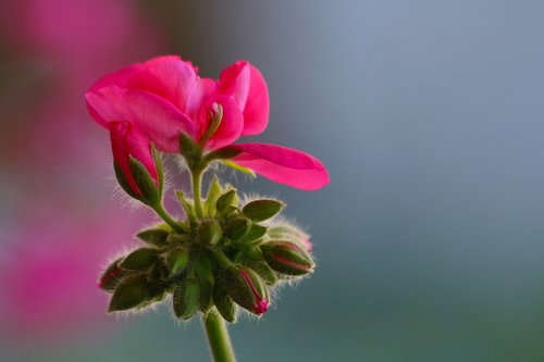 nutmeg  flower  pink
