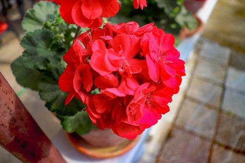 nutmeg  red  flower