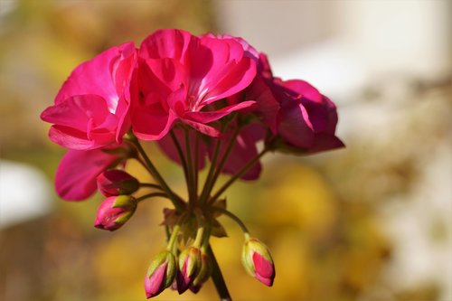 nutmeg  flower  pink