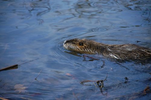 nutria rat water rat