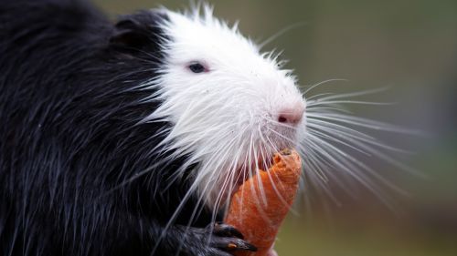 nutria carrot zoo