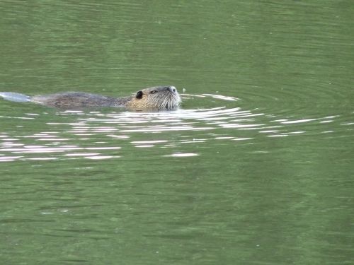 nutria lake nature