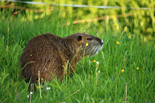 nutria nager coypu