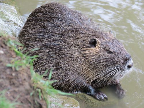 nutria nature aquatic animal