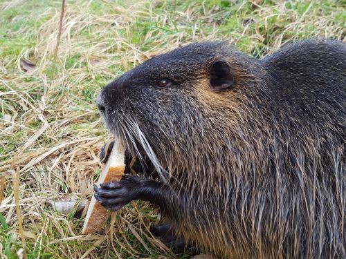 nutria animal rodent