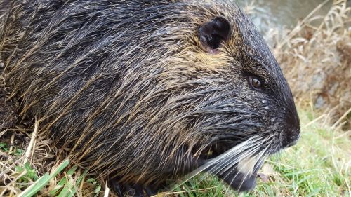 nutria animal rodent